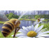 Bee Simulator: The Hive (PS5)